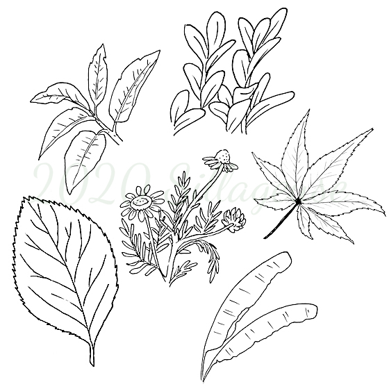 2020-07-20_Blaetter_Sillageuse