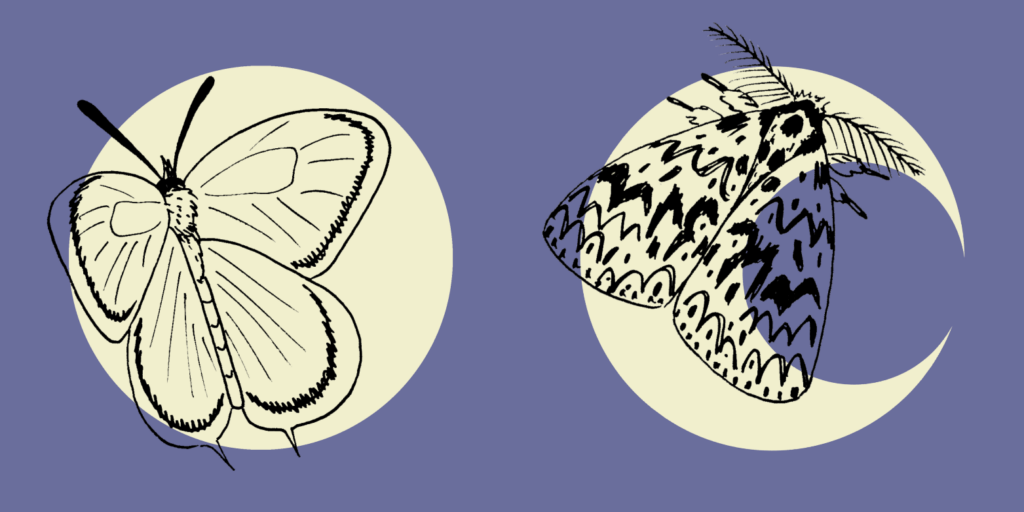 Tagfalter und Nachtfalter