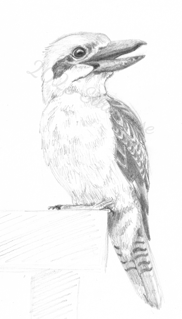 Kookaburra von Stéphanie Koglin-Bühnsack, 2025